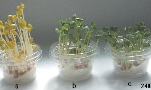 瘦脸加提升可以维持多久-瘦脸带有副作用吗、瘦脸可以增肥吗 -瘦脸带 有提升效果么网
