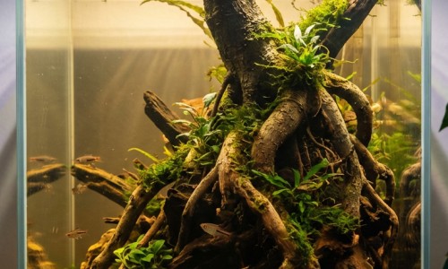 瘦脸带有副作用吗、瘦脸可以增肥吗 -瘦脸带 有提升效果么网